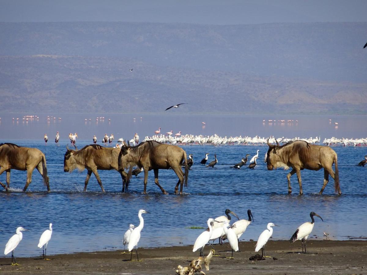 Africa Safari Lake Natron Mtowabaga Экстерьер фото